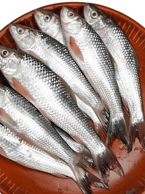 Passia Fish ( 10-12) / KG